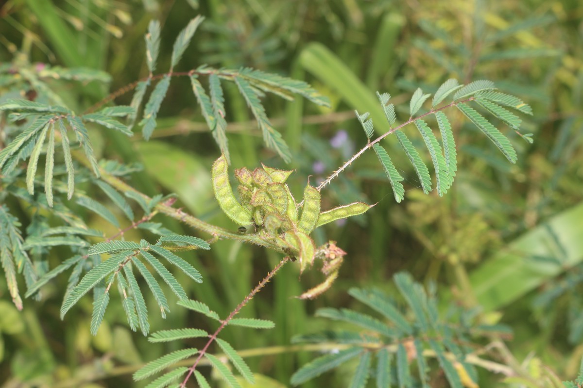 Mimosa diplotricha C.Wright